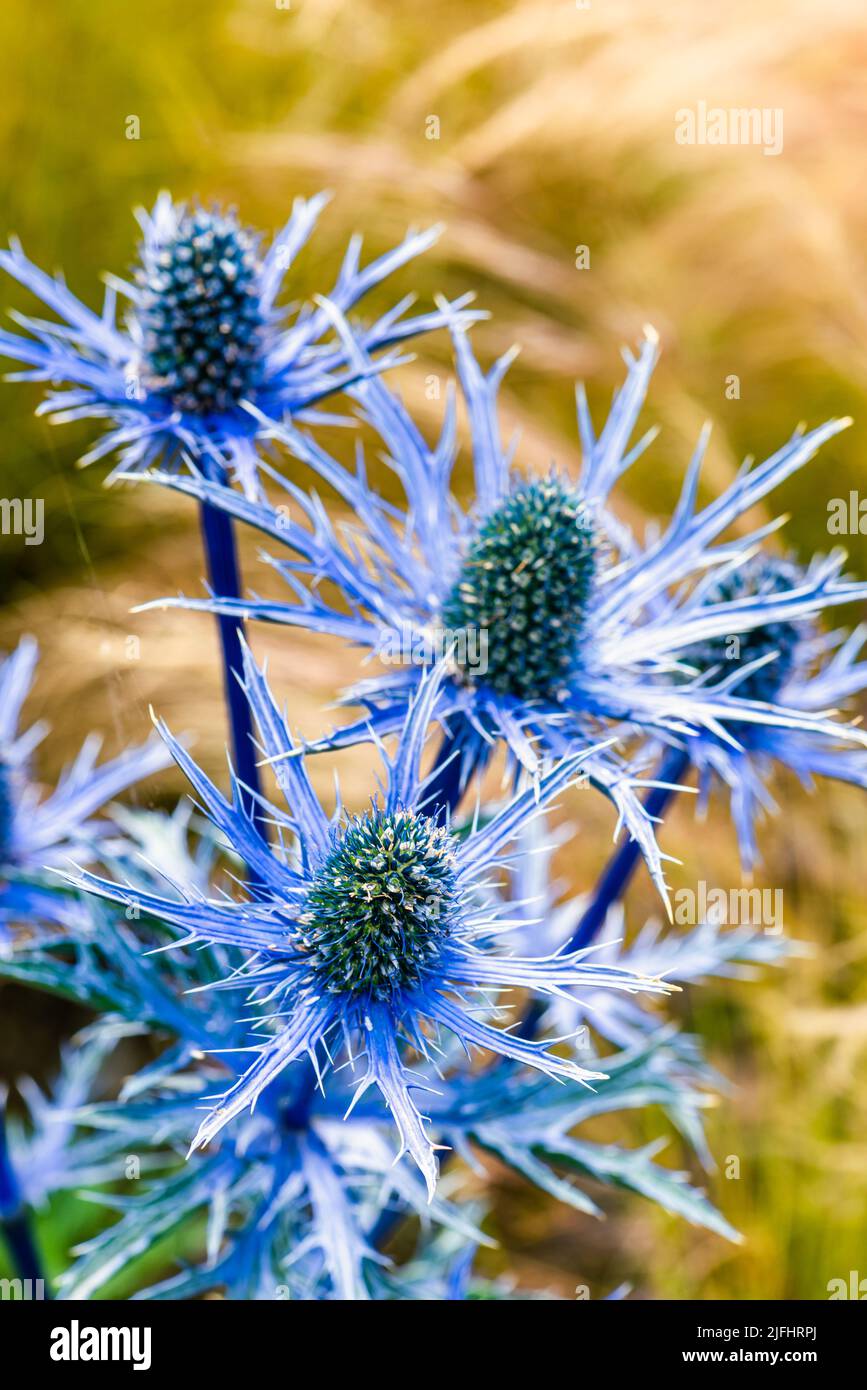 Blue Hobbit, Sea Holly, Eryngium Planum flowers Stock Photo Alamy