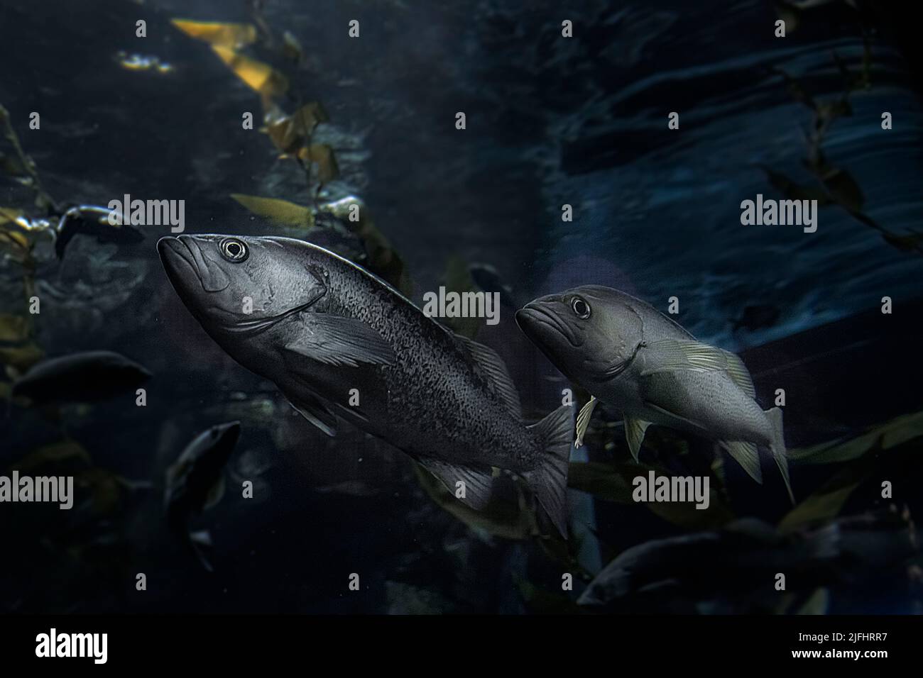 A close-up underwater view of the Black rockfishes swimming Stock Photo