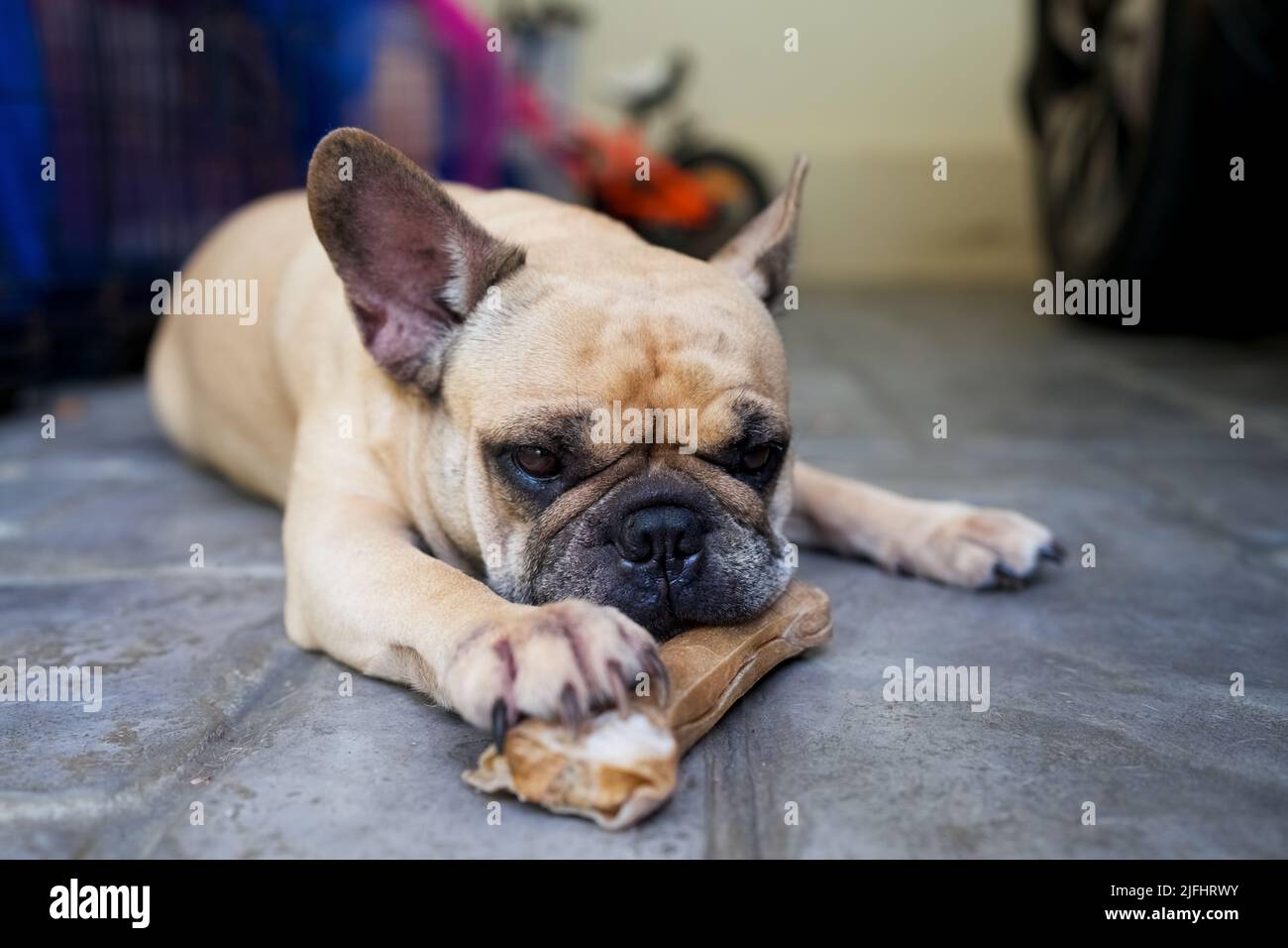 A closeup of a cute French Bulldog lying with its paw on a rawhide