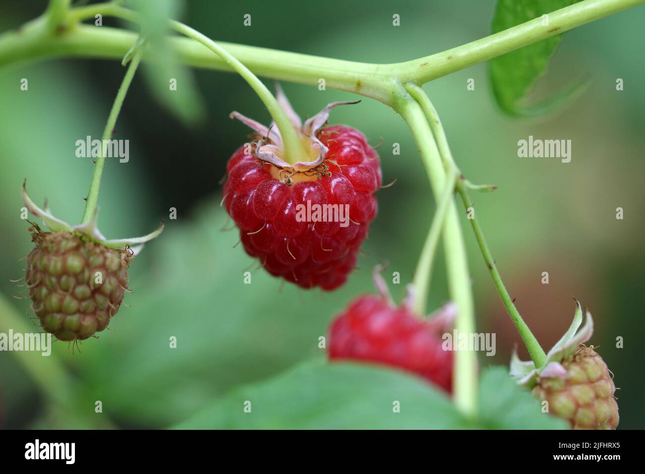 A close-up shot of a red ripe raspberry ripening in the garden Stock ...