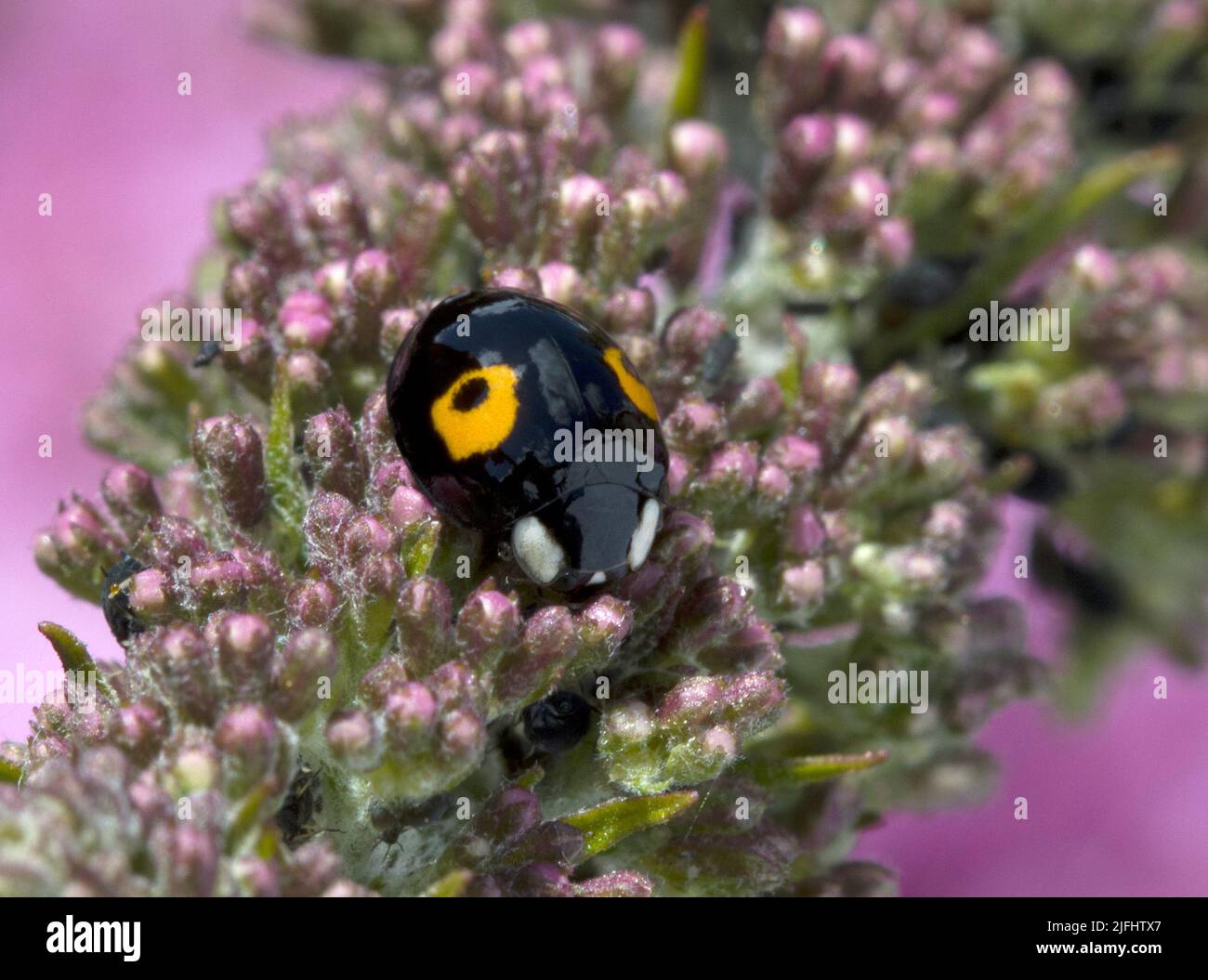 2 Spot Harlequin Ladybird Black with Two Yellow Spots Stock Photo