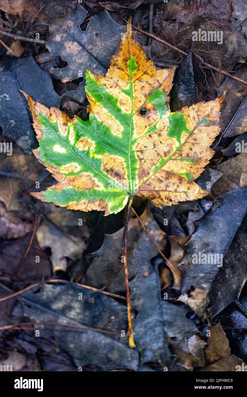 Fallen Leaf - Brevard, North Carolina, USA Stock Photo
