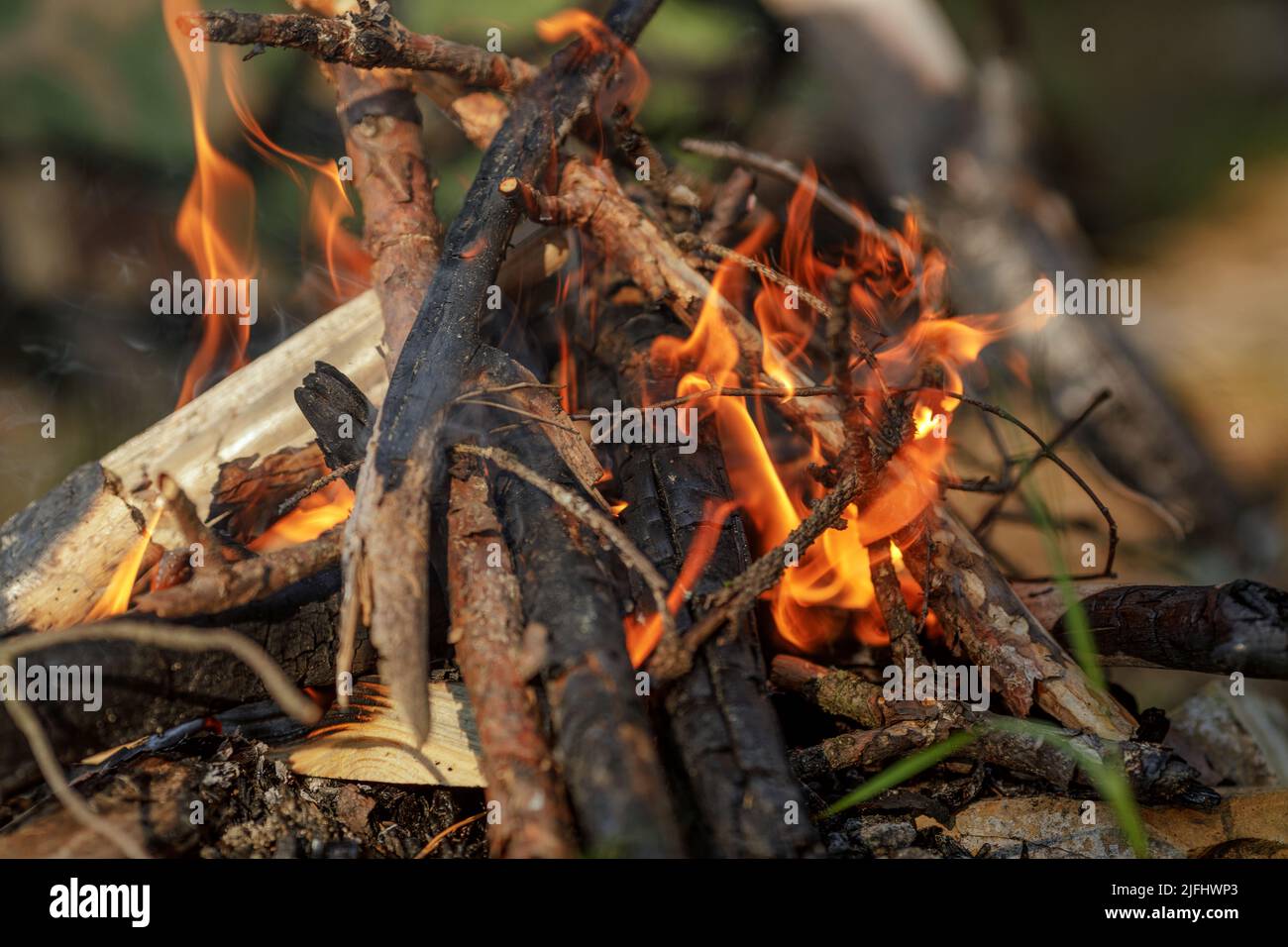 Close up of burning timber bonfire in summer forest. The concept of ...