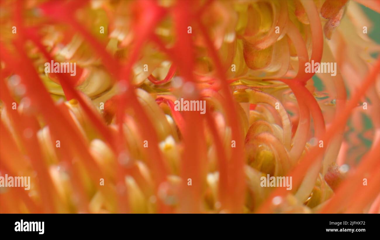 Close-up reflection of flower under water. Stock footage. Mirror image ...