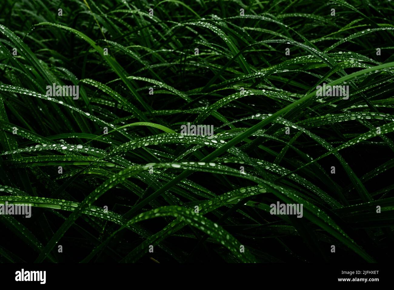 Lush green grass covered with dewdrops Stock Photo - Alamy