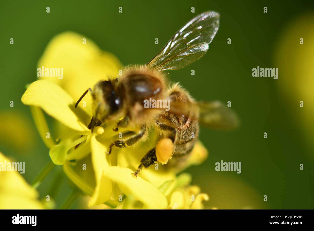 Apis Mellifera Honeybee Stock Photo Alamy