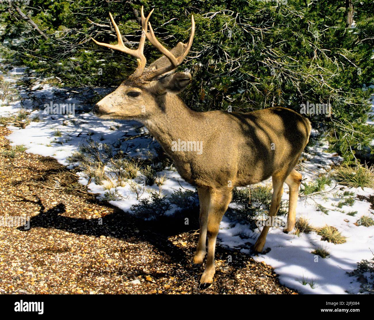 Mule Deer (Odocoileus Hemionus) buck with antlers, standing in melting snow in the forest of Yellowstone National Park, Wyoming, USA Stock Photo