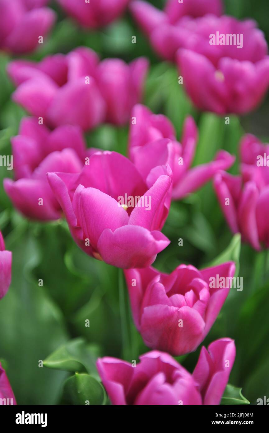 Pink Triumph tulips (Tulipa) Passio Glossy bloom in a garden in April