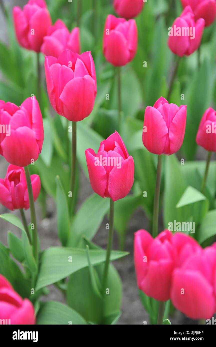 Pink Triumph tulips (Tulipa) Pink Ardour bloom in a garden in March ...