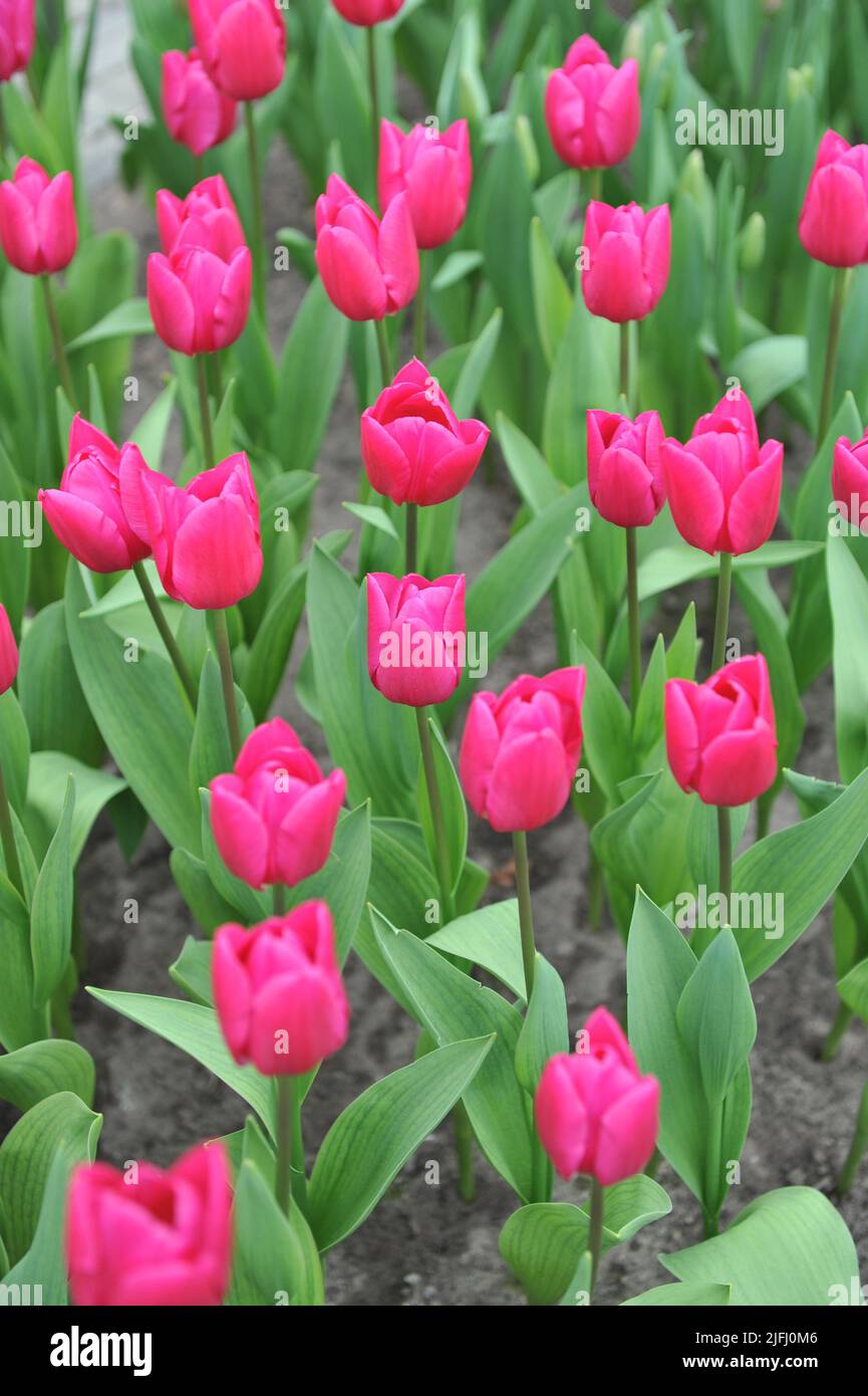 Pink Triumph tulips (Tulipa) Pink Ardour bloom in a garden in March ...