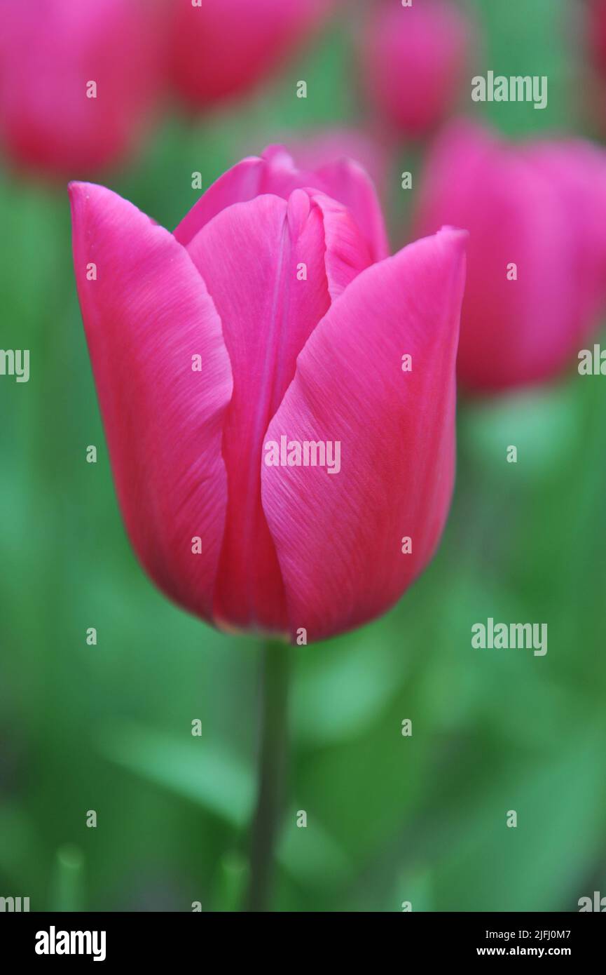 Pink Triumph tulips (Tulipa) Pink Ardour bloom in a garden in March ...