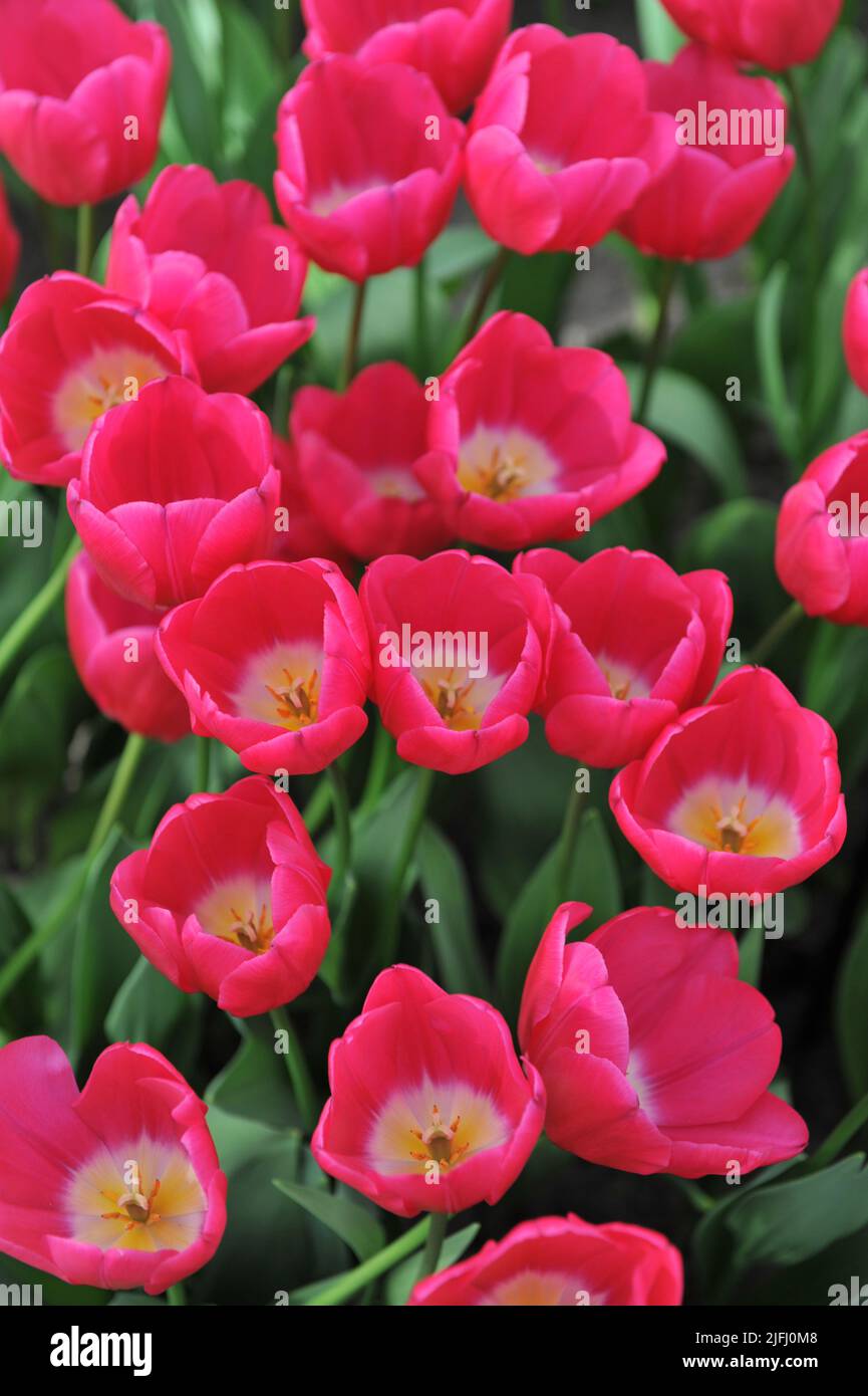 Pink Triumph tulips (Tulipa) Pink Ardour bloom in a garden in April ...