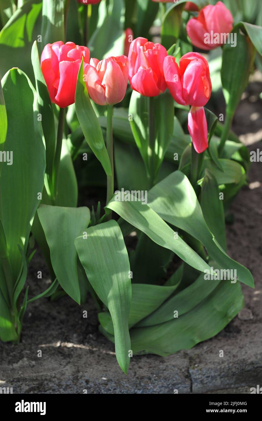 Triumph tulips (Tulipa) Pink Floyd bloom in a garden in April Stock