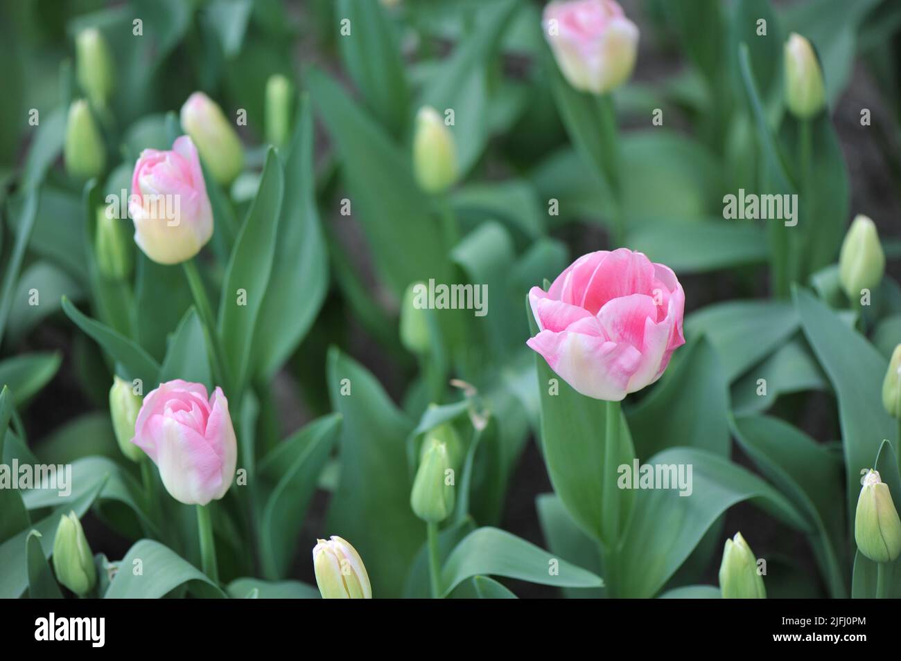 Pink amd white Triumph tulips (Tulipa) Pink Marble bloom in a garden in