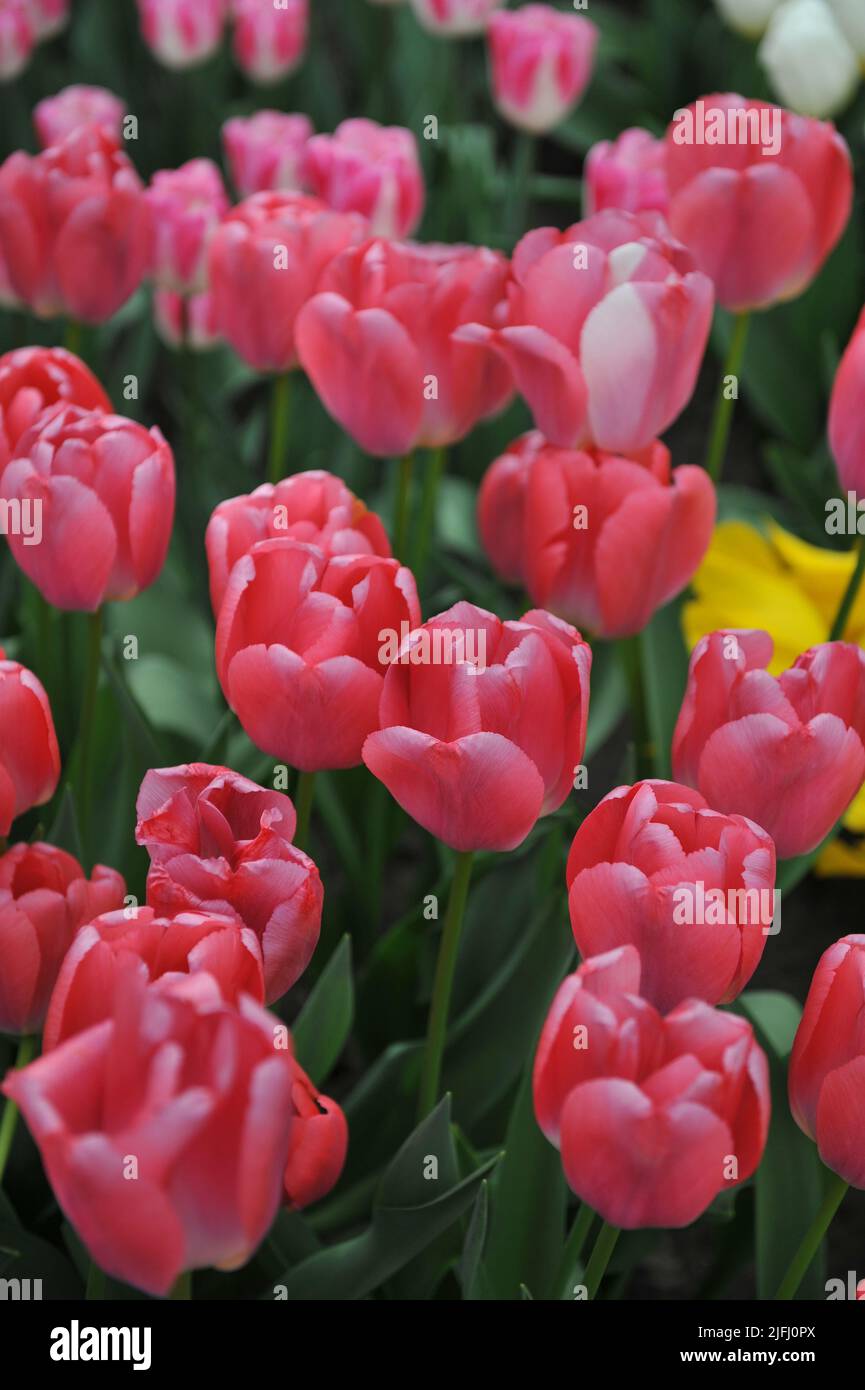 Darwin Hybrid tulips (Tulipa) Pink Pride bloom in a garden in April