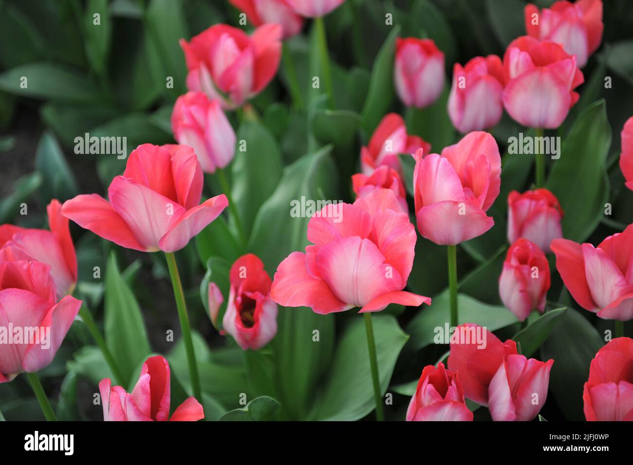 Darwin Hybrid tulips (Tulipa) Pink Sound bloom in a garden in March