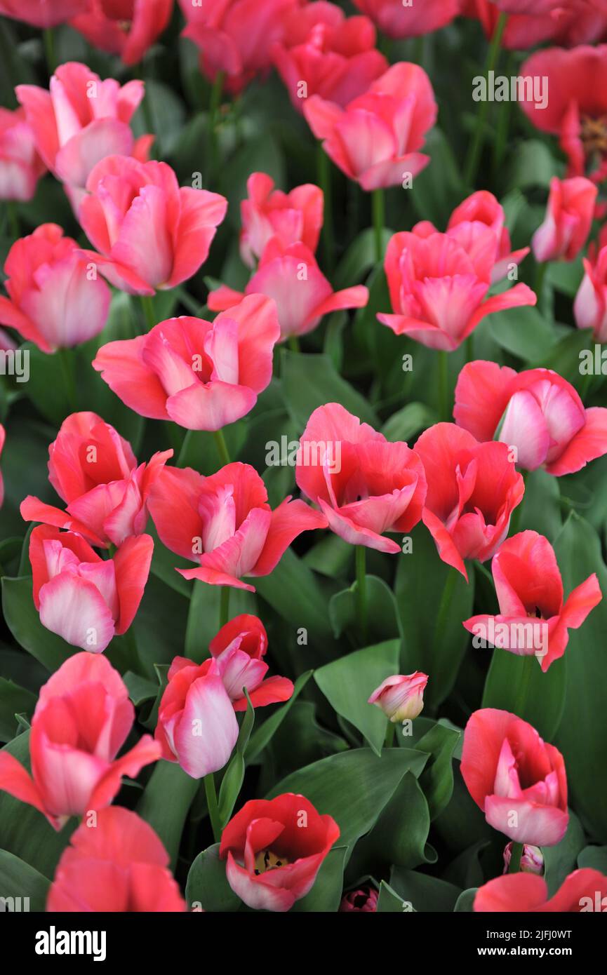 Darwin Hybrid tulips (Tulipa) Pink Sound bloom in a garden in March Stock Photo