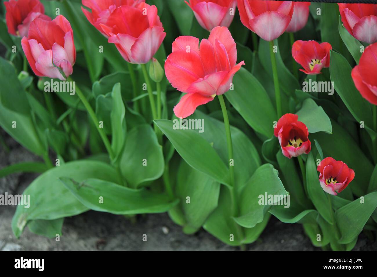 Darwin Hybrid tulips (Tulipa) Pink Sound bloom in a garden in March ...