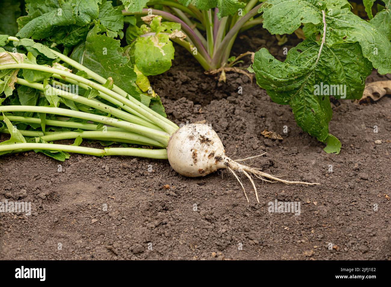 Large white turnip growing in garden. Gardening, organic produce and home garden concept. Stock Photo