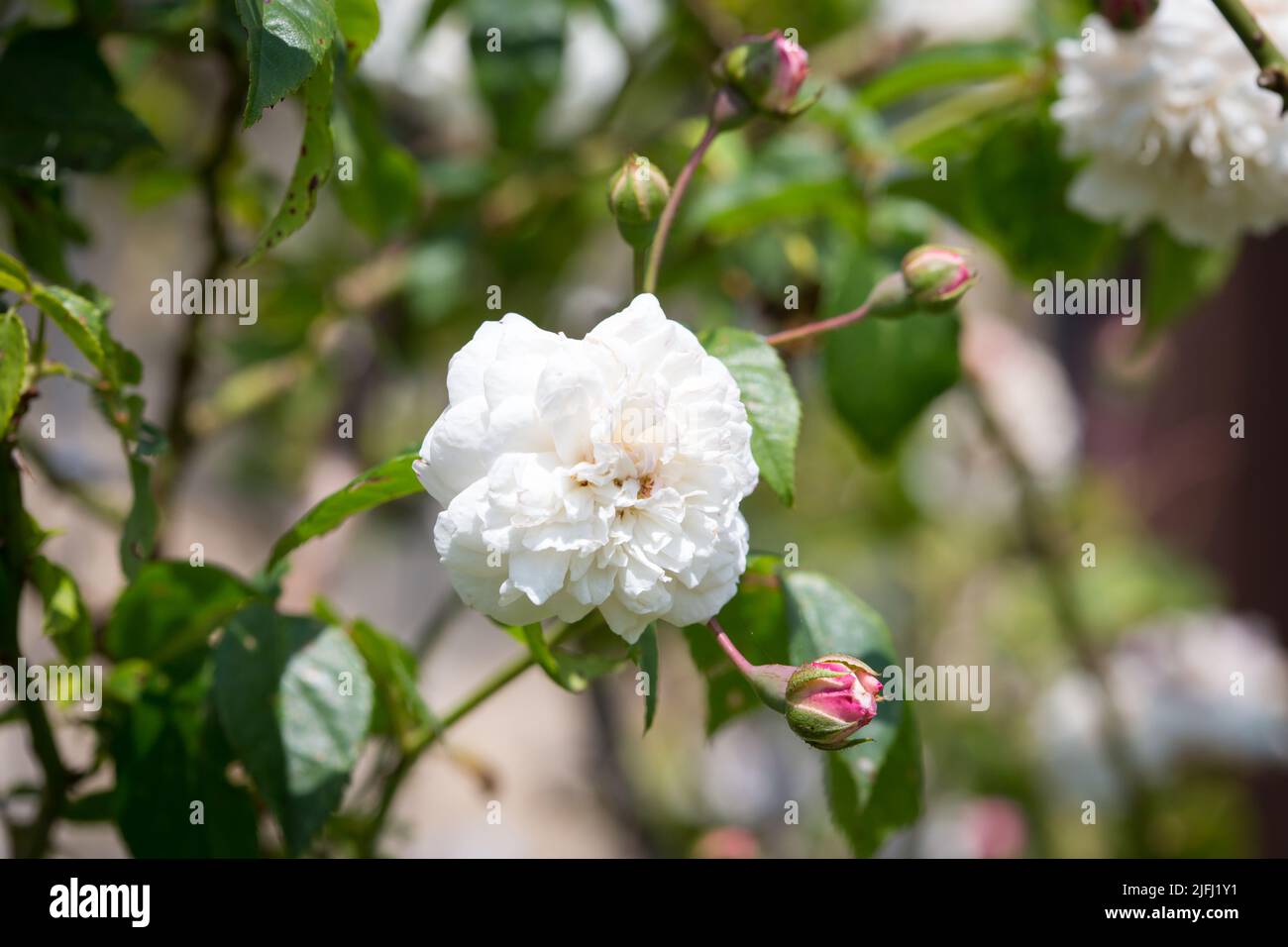 Rambler rose hi-res stock photography and images - Alamy