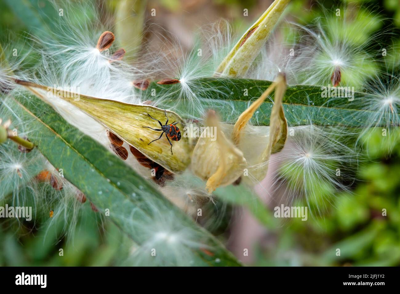 large milkweed bug . Oncopeltus fasciatus. It feeds on the seeds, leaves and stems of the milkweed plant Stock Photo