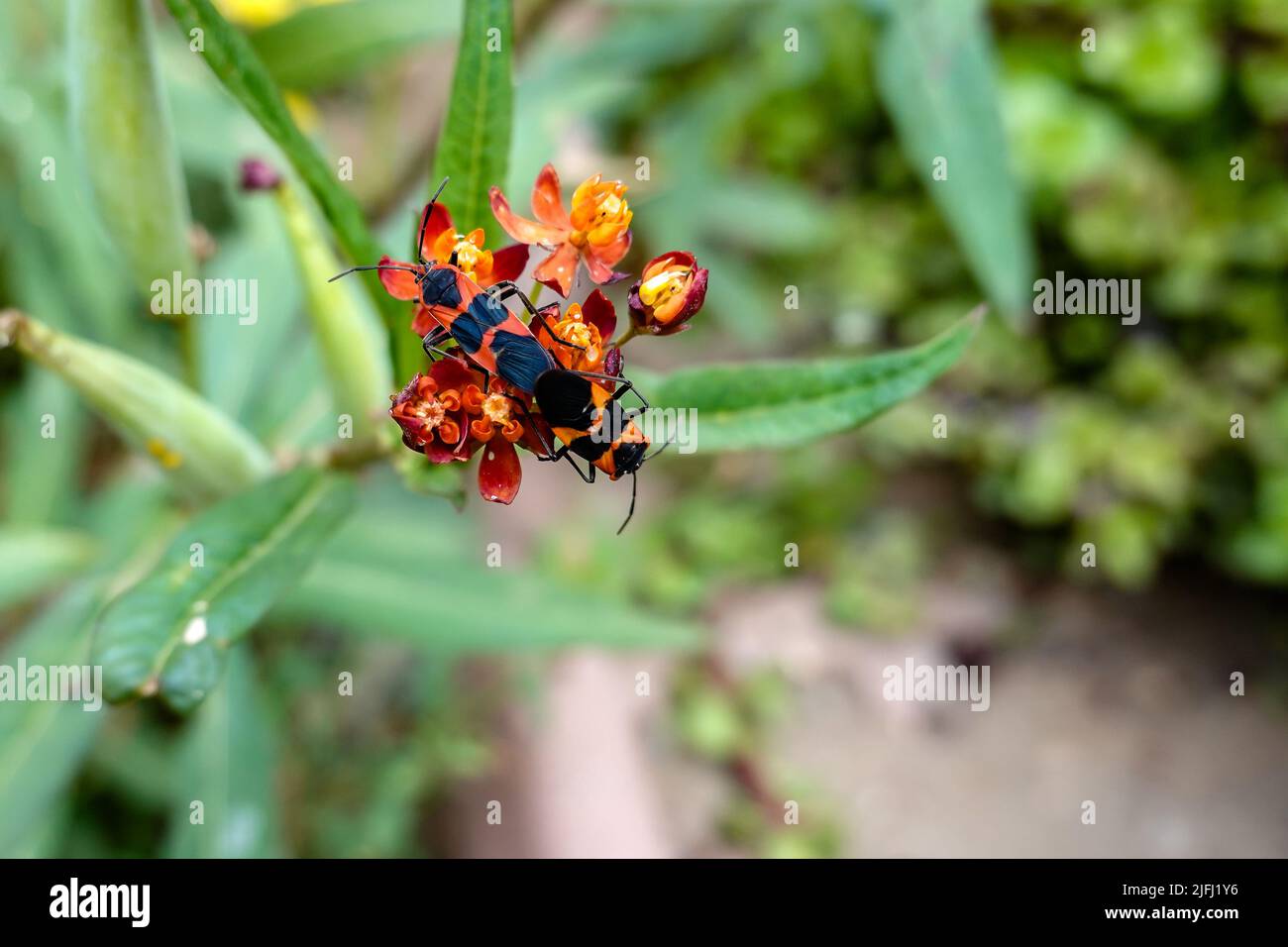 large milkweed bug . Oncopeltus fasciatus. It feeds on the seeds, leaves and stems of the milkweed plant .Milkweed bug mating Stock Photo