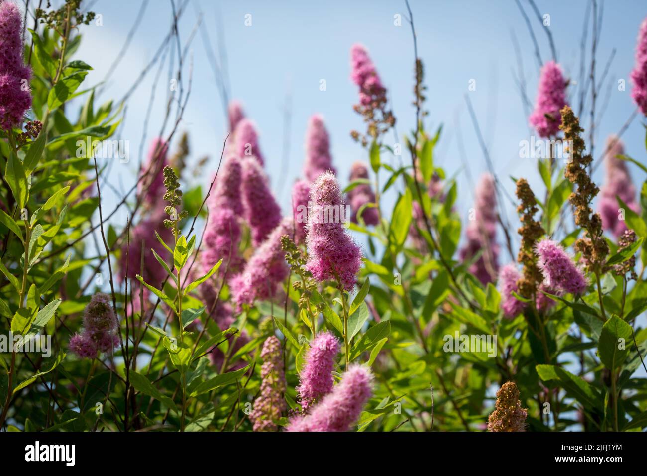 Summer lilac (Buddleja davidii) Stock Photo