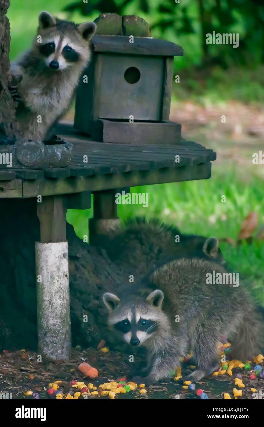 Wild raccoons eat a variety of carrots and sugar-free cereal from a backyard wildlife feeding station, June 30, 2022, in Coden, Alabama. Stock Photo