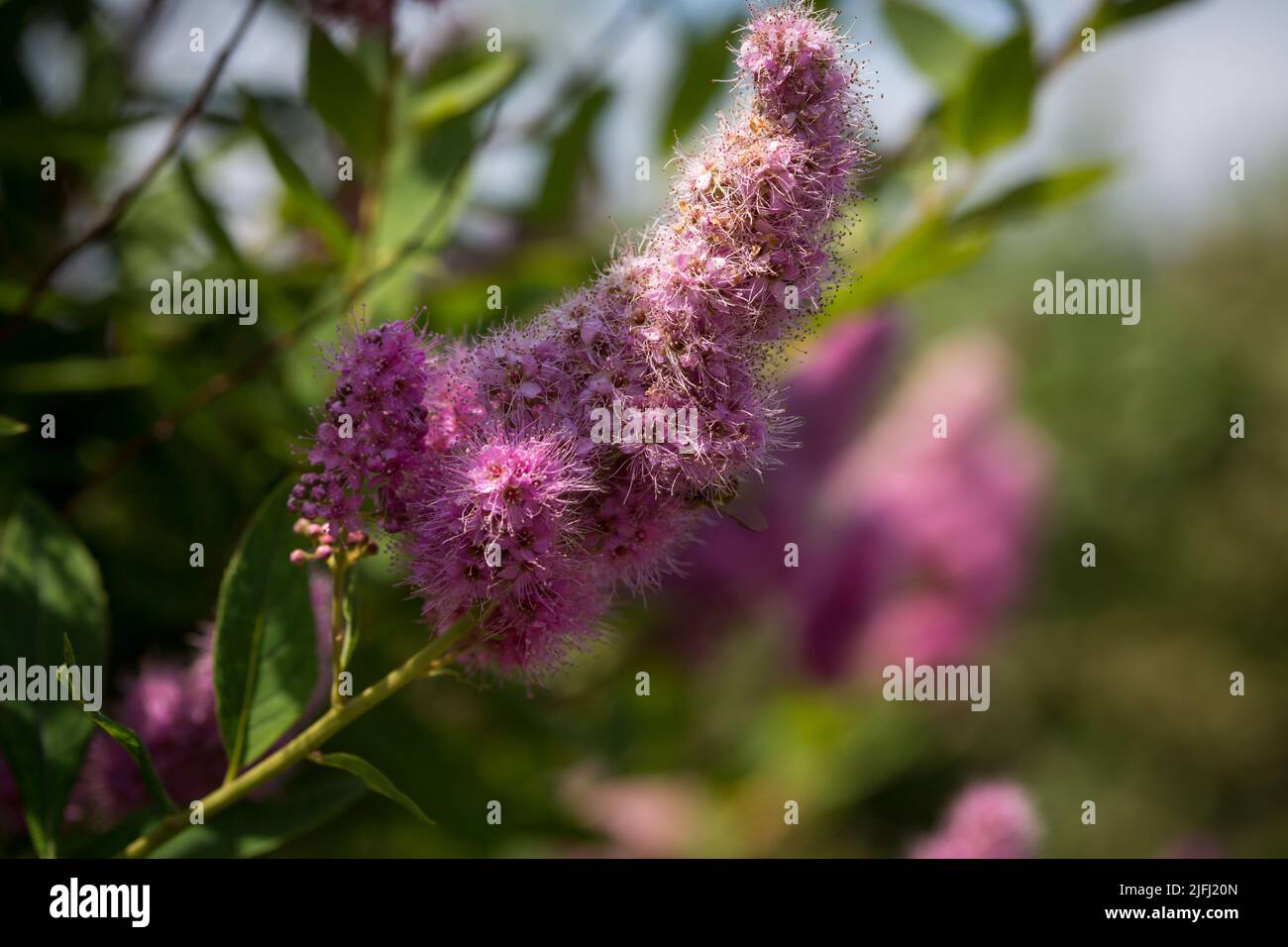 Summer lilac (Buddleja davidii) Stock Photo