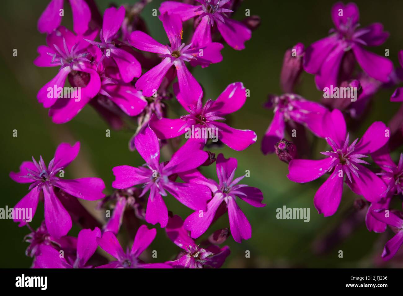 Maiden pink, meadow pink (Dianthus deltoides) Stock Photo