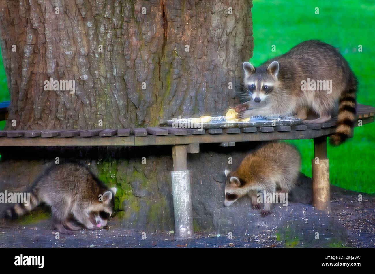 A mother raccoon and her babies eat bananas at a backyard wildlife feeding station, July 13, 2021, in Coden, Alabama. Stock Photo