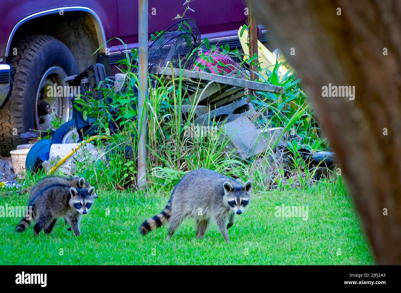 A mother raccoon and her babies walk across a rural backyard, June 30, 2022, in Coden, Alabama. Stock Photo