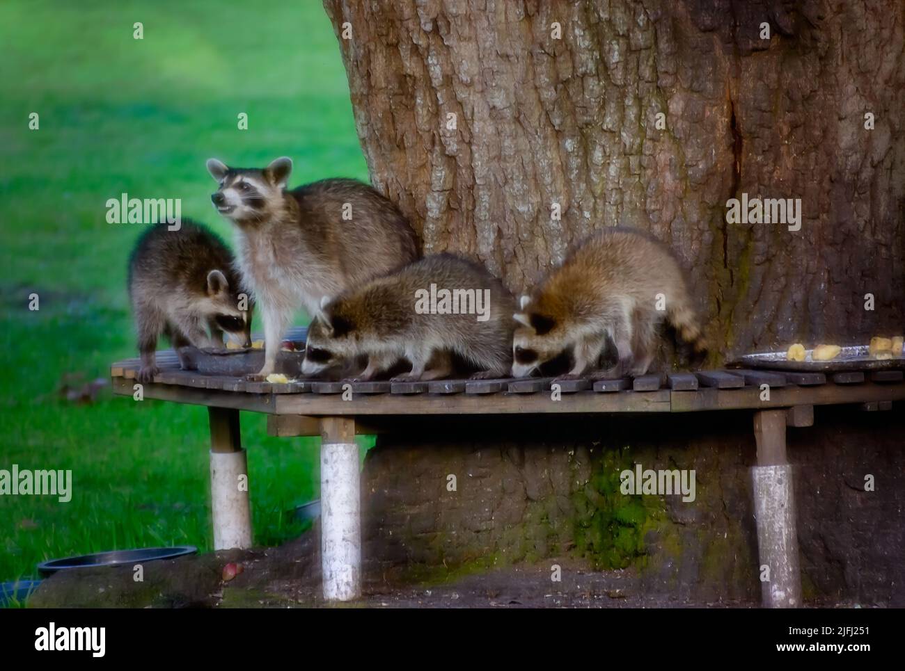 A mother raccoon and her babies eat at a backyard wildlife feeding station, July13, 2021, in Coden, Alabama. Stock Photo