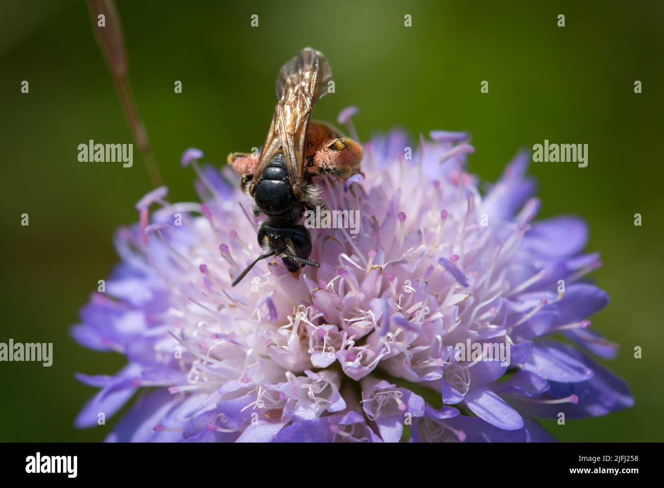 Hexapoda insecta hi-res stock photography and images - Alamy