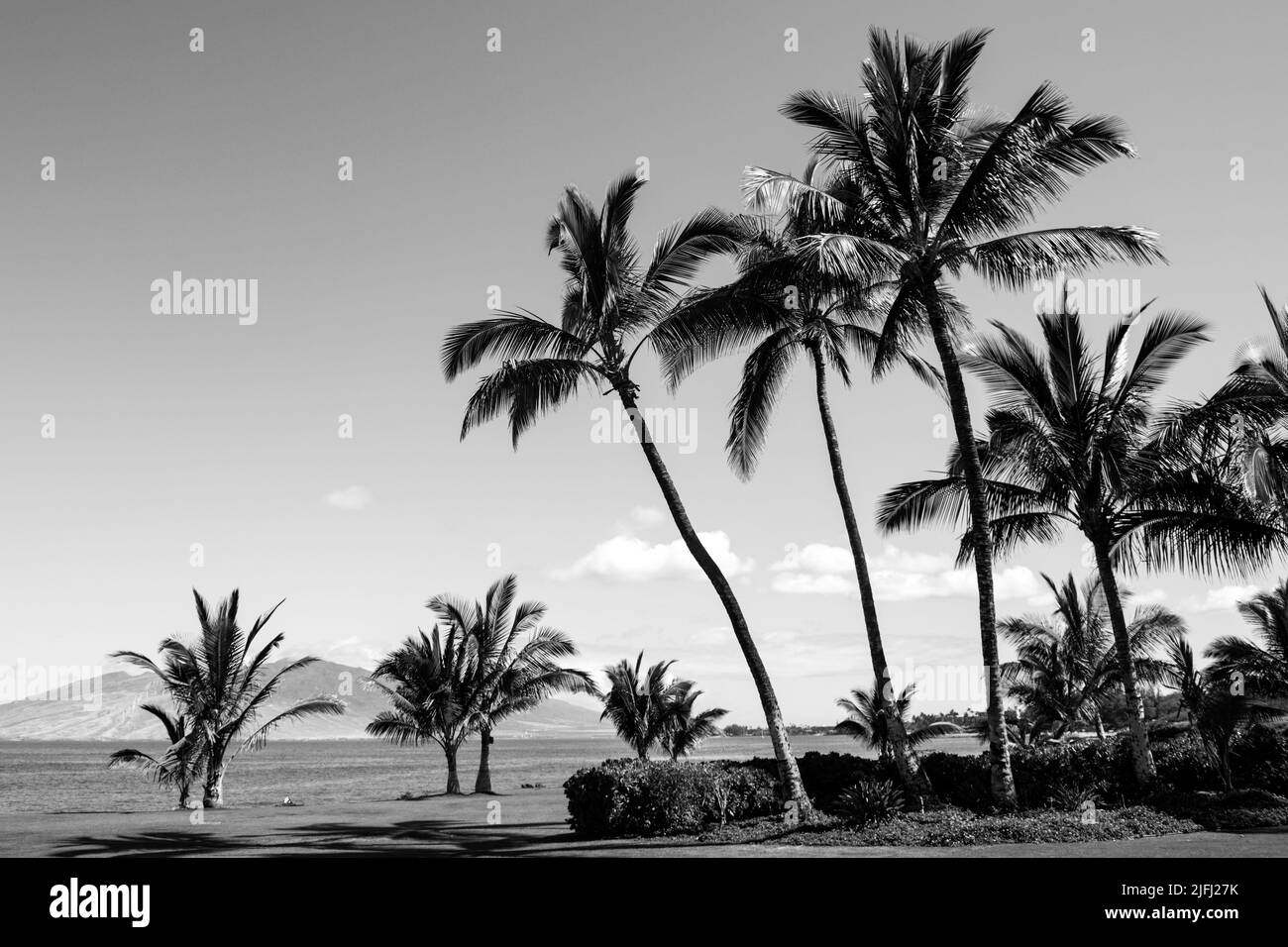 Coco palms hawaii Black and White Stock Photos & Images - Alamy
