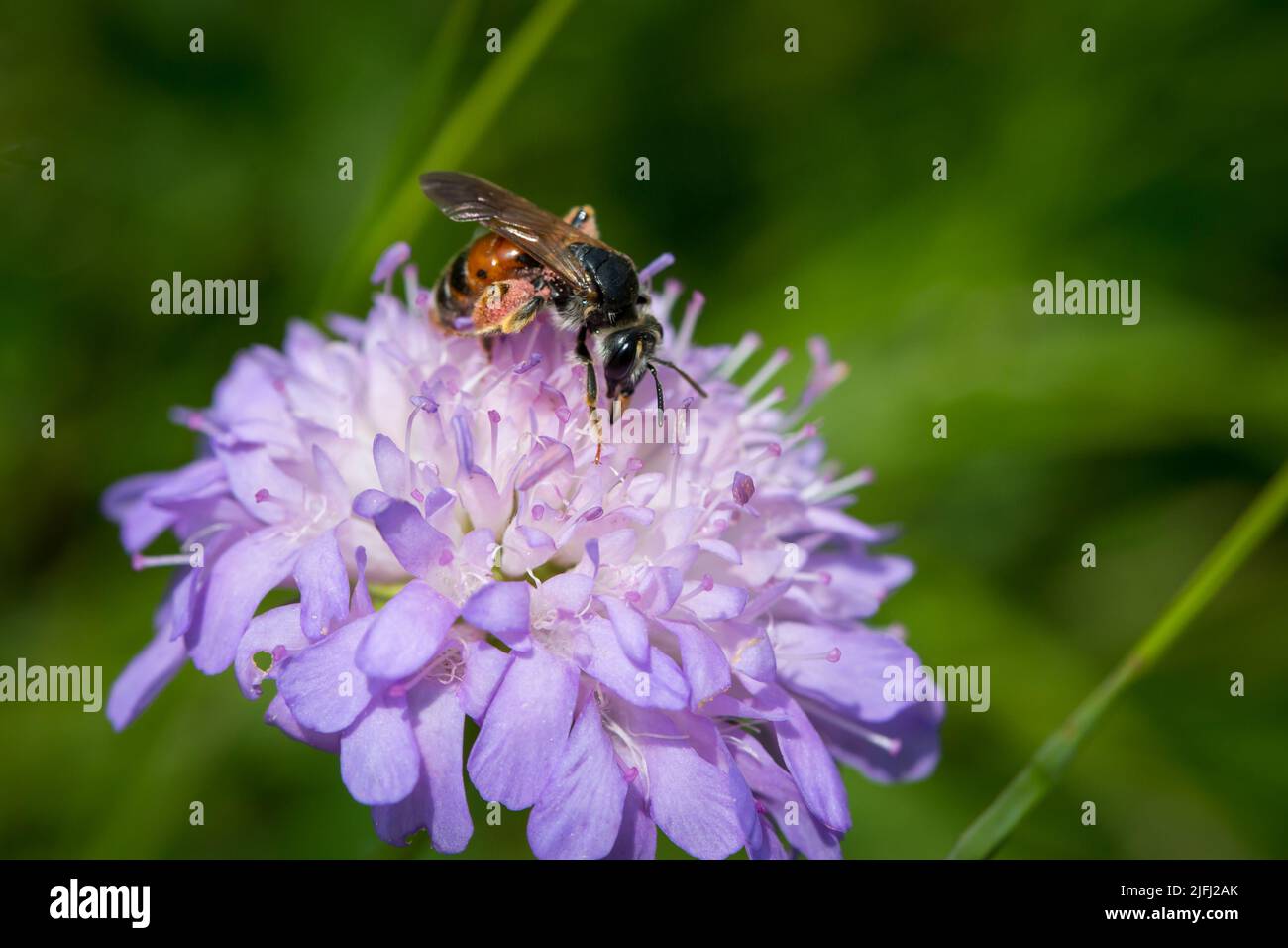 Insect feeding on a violet flower Stock Photo