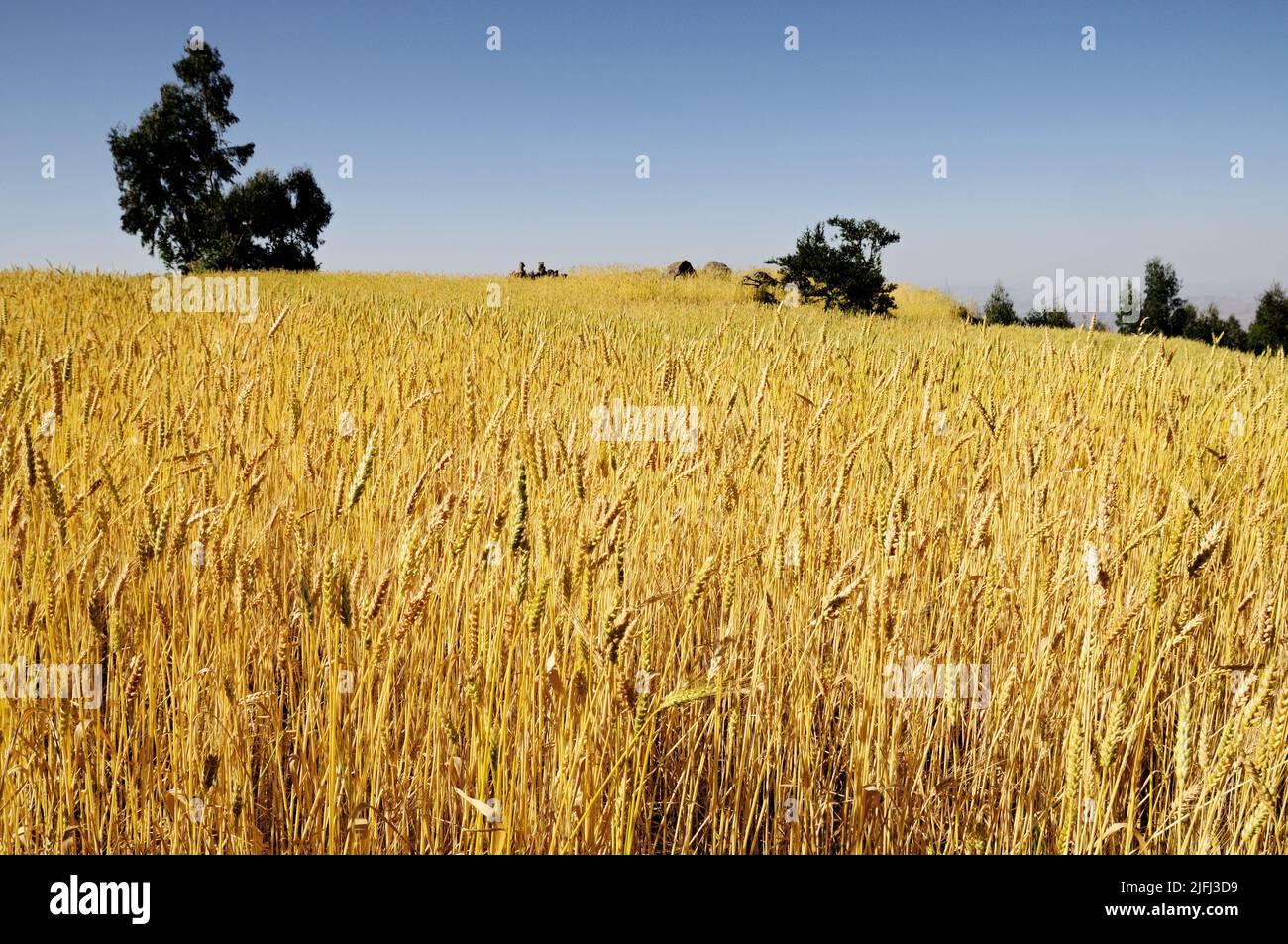 Wheat field and blue sky near Lalibela, Amhara Region, Ethiopia Stock Photo