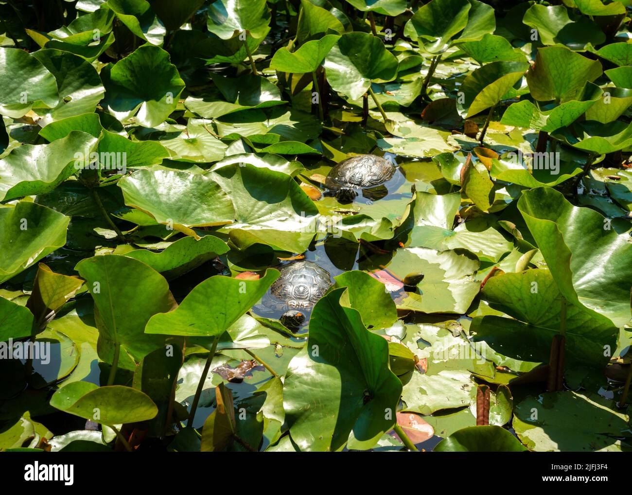 Water lily and leaves hi-res stock photography and images - Page 4 - Alamy