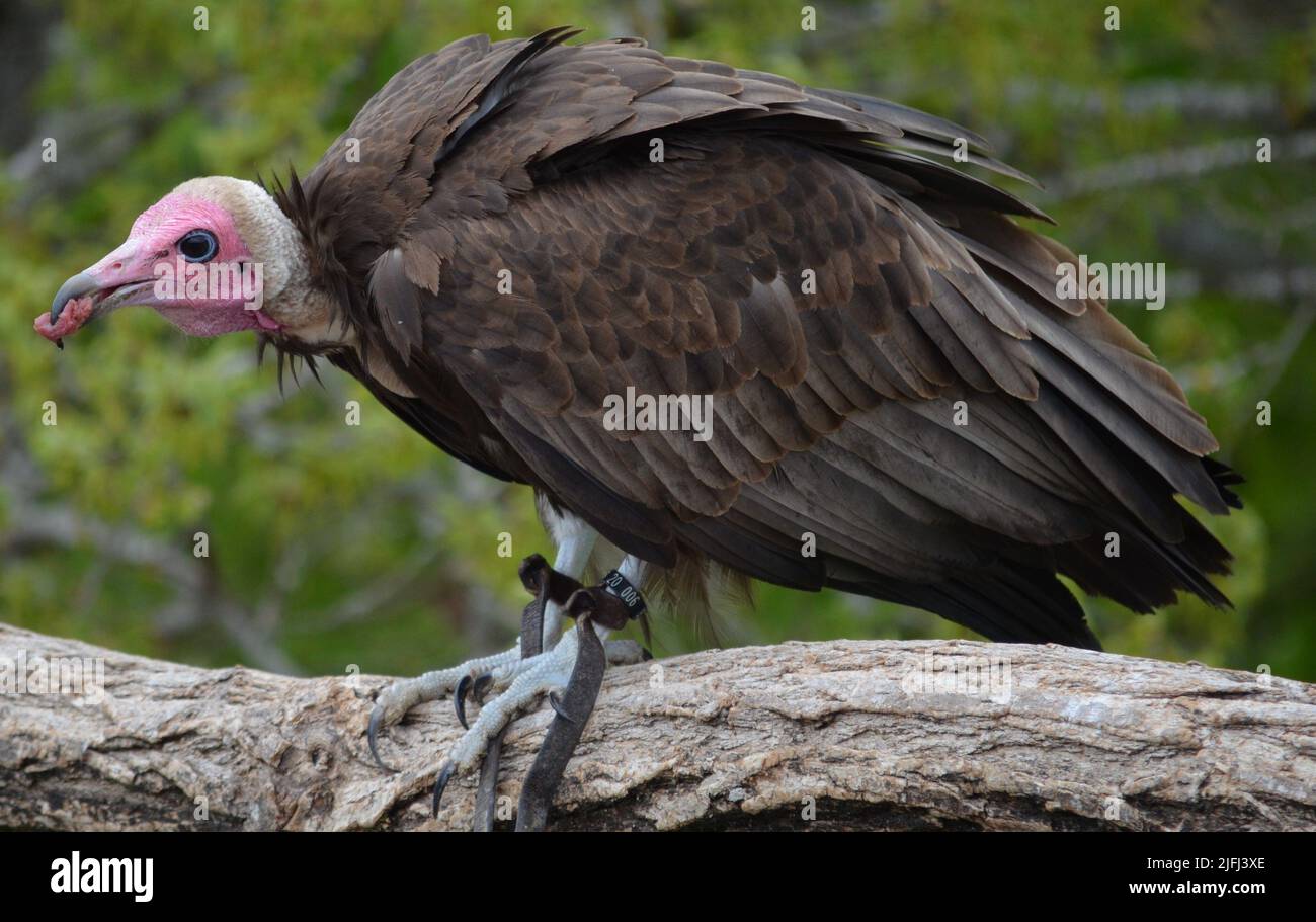 A Vulture eating a piece of meat Stock Photo Alamy