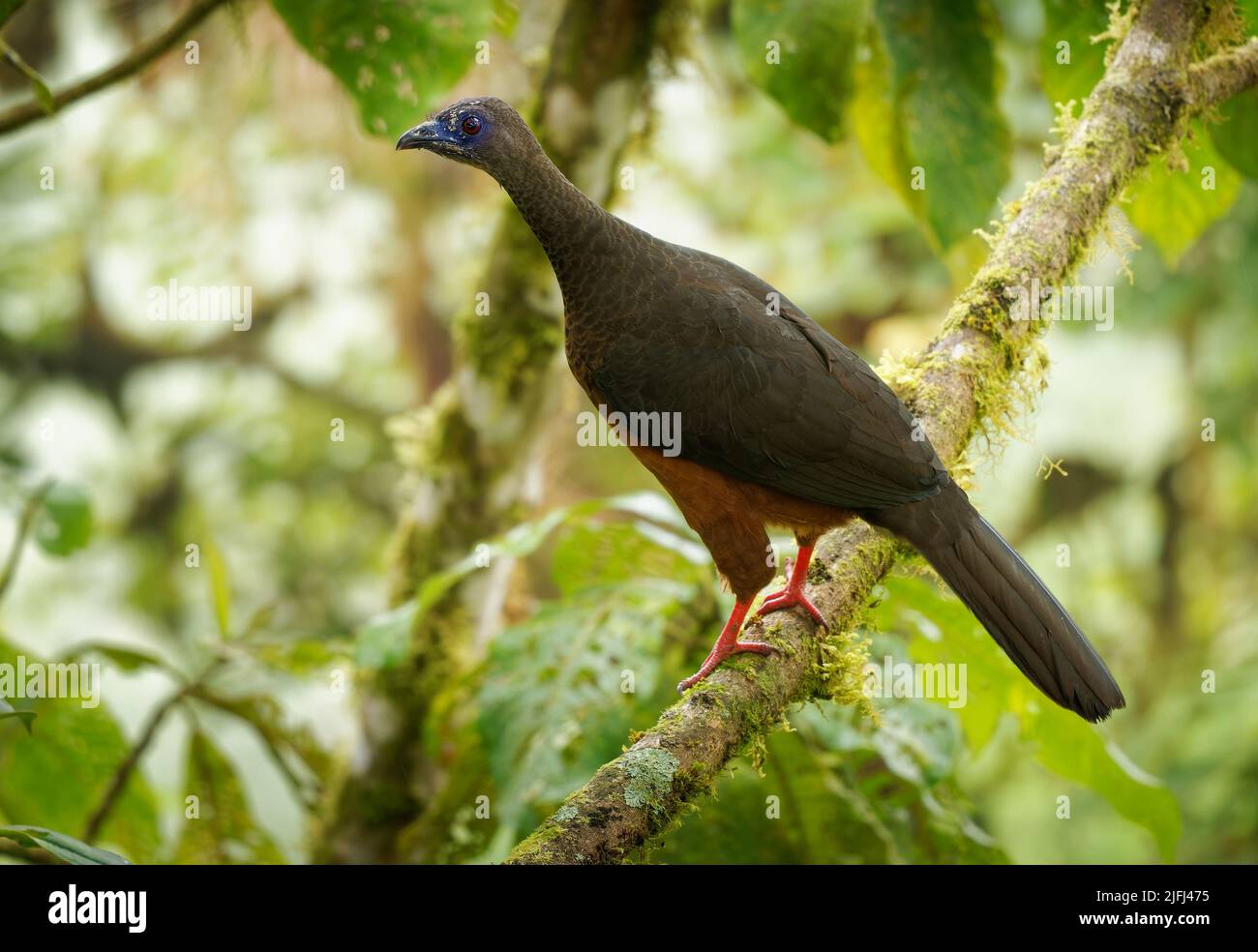 Sickle-winged Guan - Chamaepetes goudotii bird in the chachalaca, guan and curassow family Cracidae found in Bolivia, Colombia, Ecuador and Peru, big Stock Photo