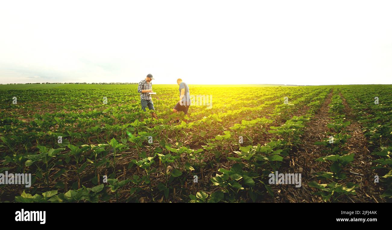 Two farmers in field sunflowers hi-res stock photography and images - Alamy