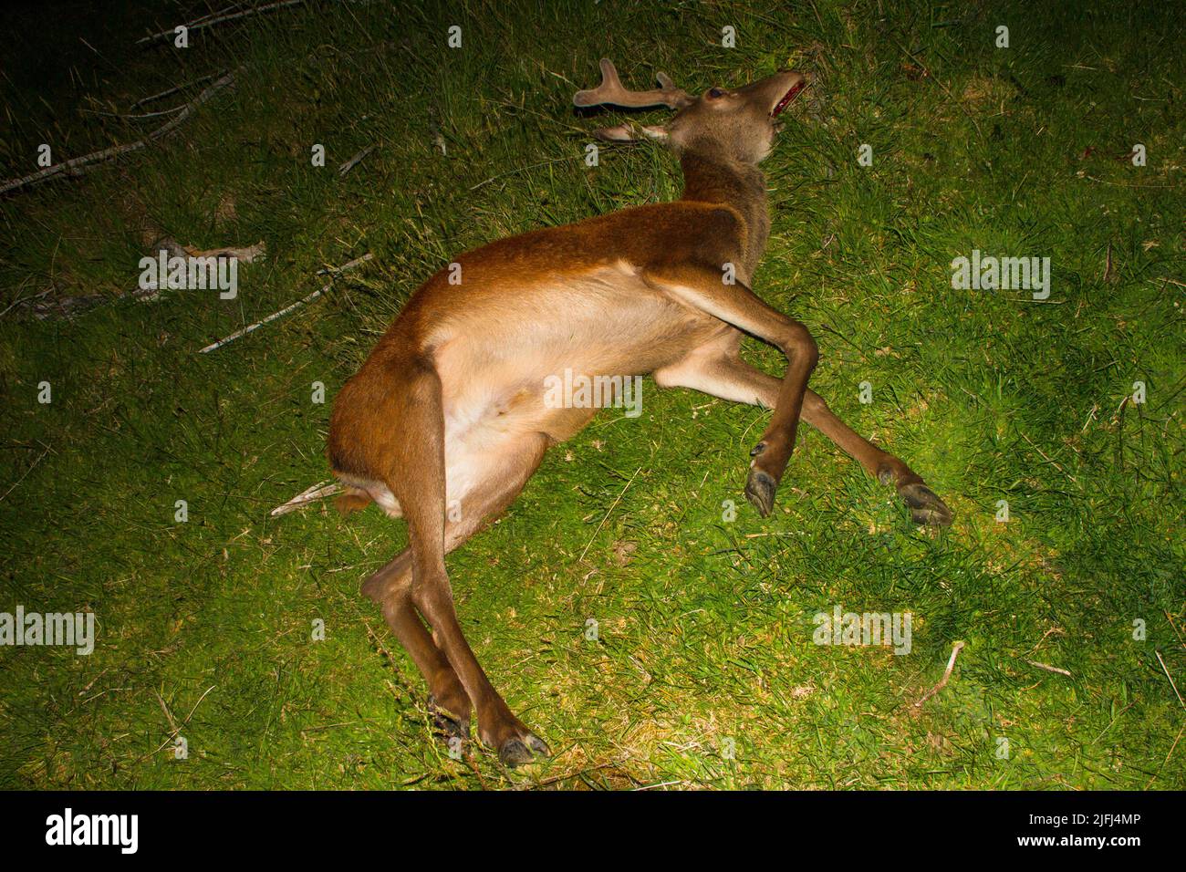 A look at life in New Zealand. Hunting for a wild supper. An ancient