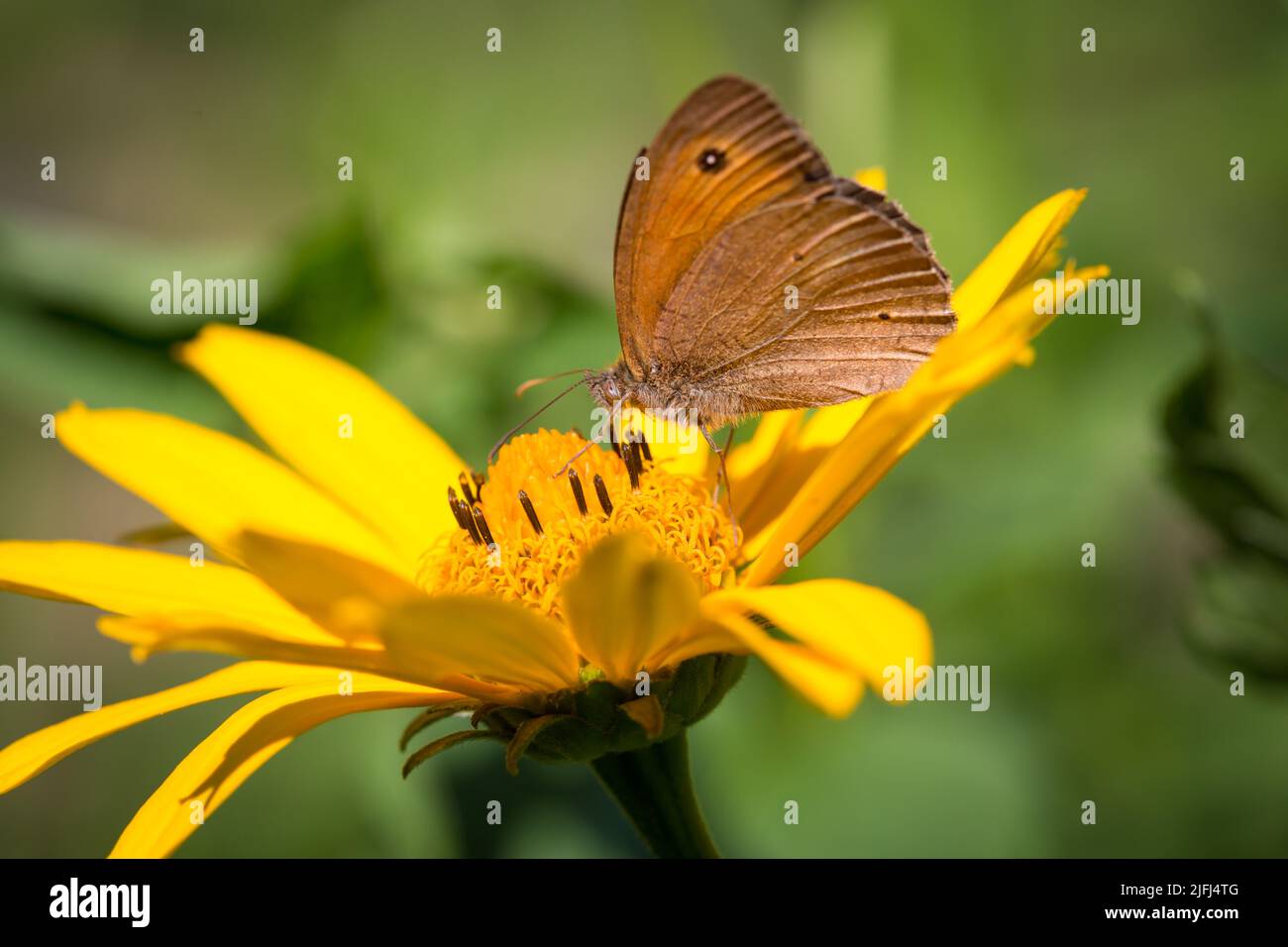 Meadow brown butterfly (Maniola jurtina) Stock Photo