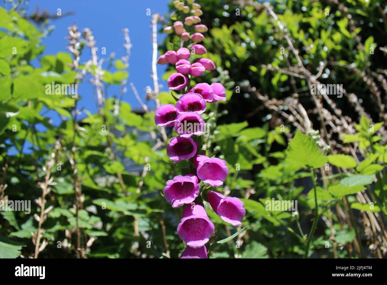 Plants flowers hollyhock flower hi-res stock photography and images - Alamy
