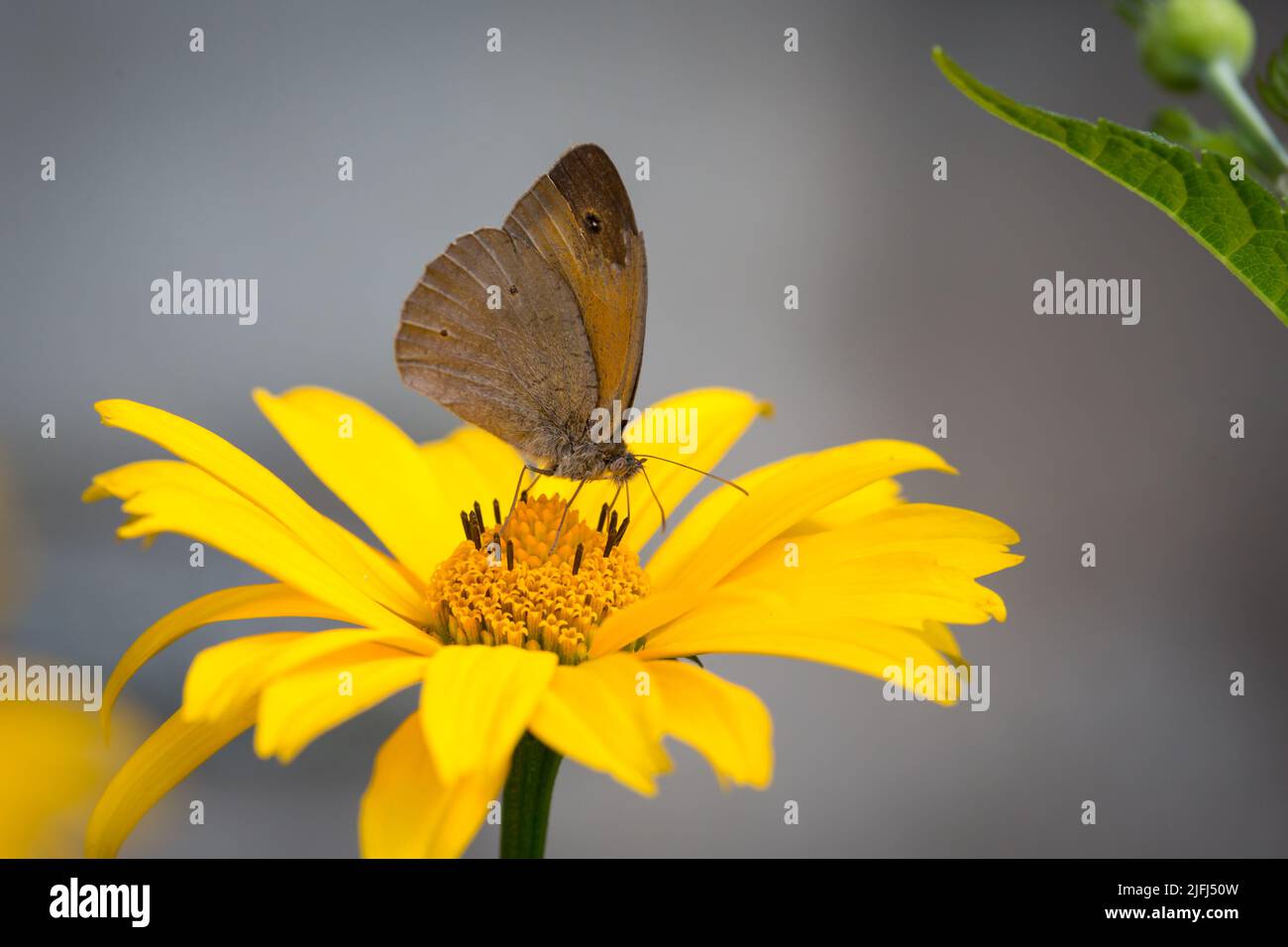 Meadow brown butterfly (Maniola jurtina) Stock Photo