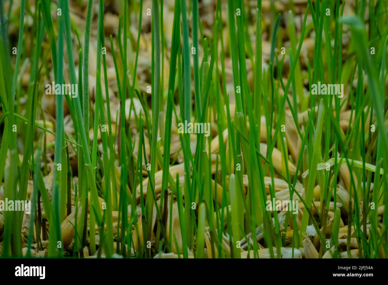 Fresh microgreens oat and wheat grass growing: close up view Stock Photo