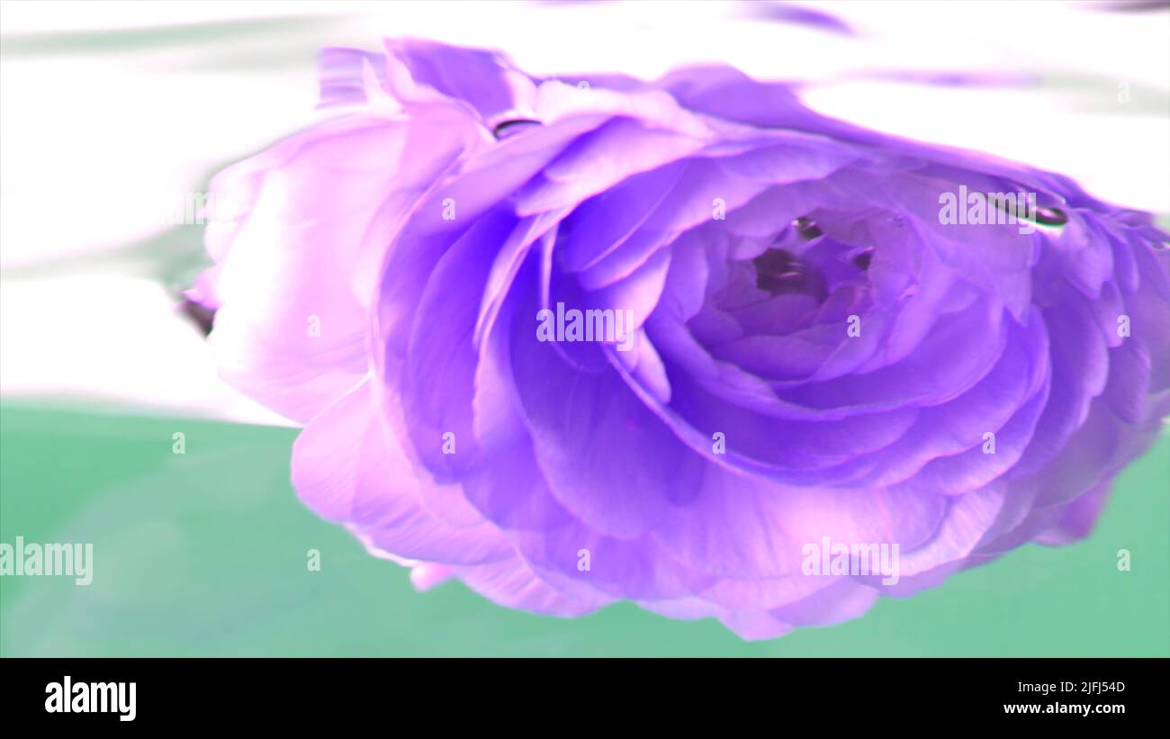 Close up of purple rose flower bud being put underwater. Stock footage. Putting blossoming flower upside down inside transparent water. Stock Photo