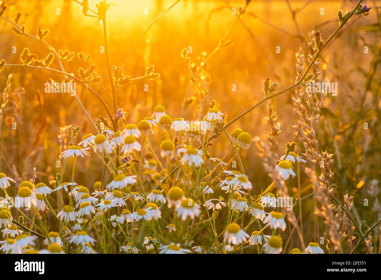 Blumenwiese bei Sonnenuntergang Stock Photo