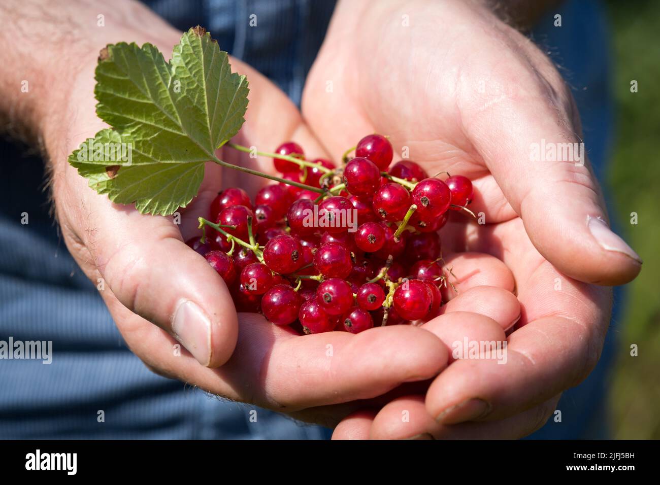 Man holding redcurrants in his hands Stock Photo