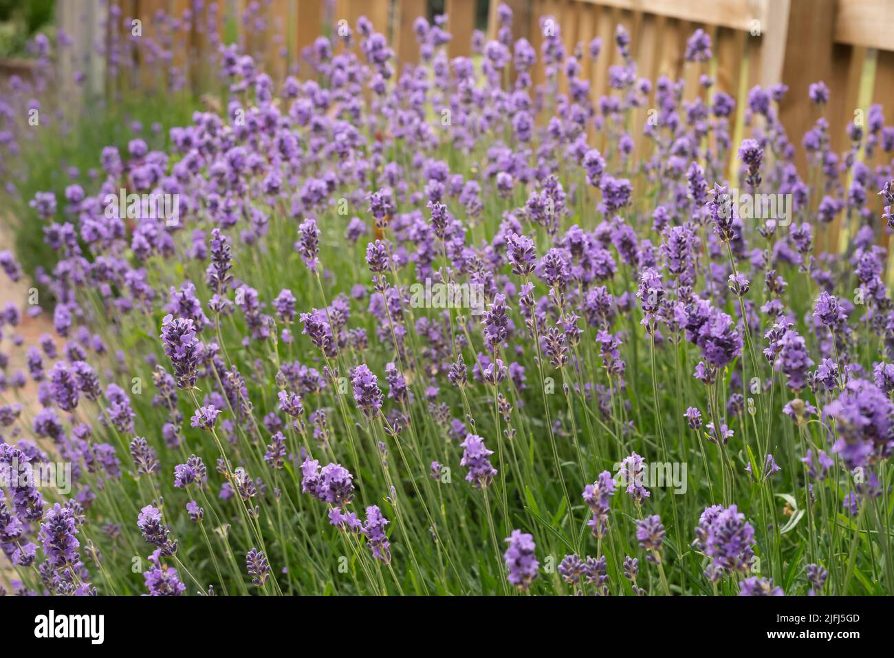 Shallow focus on lavender growing in a garden as a border by a picket